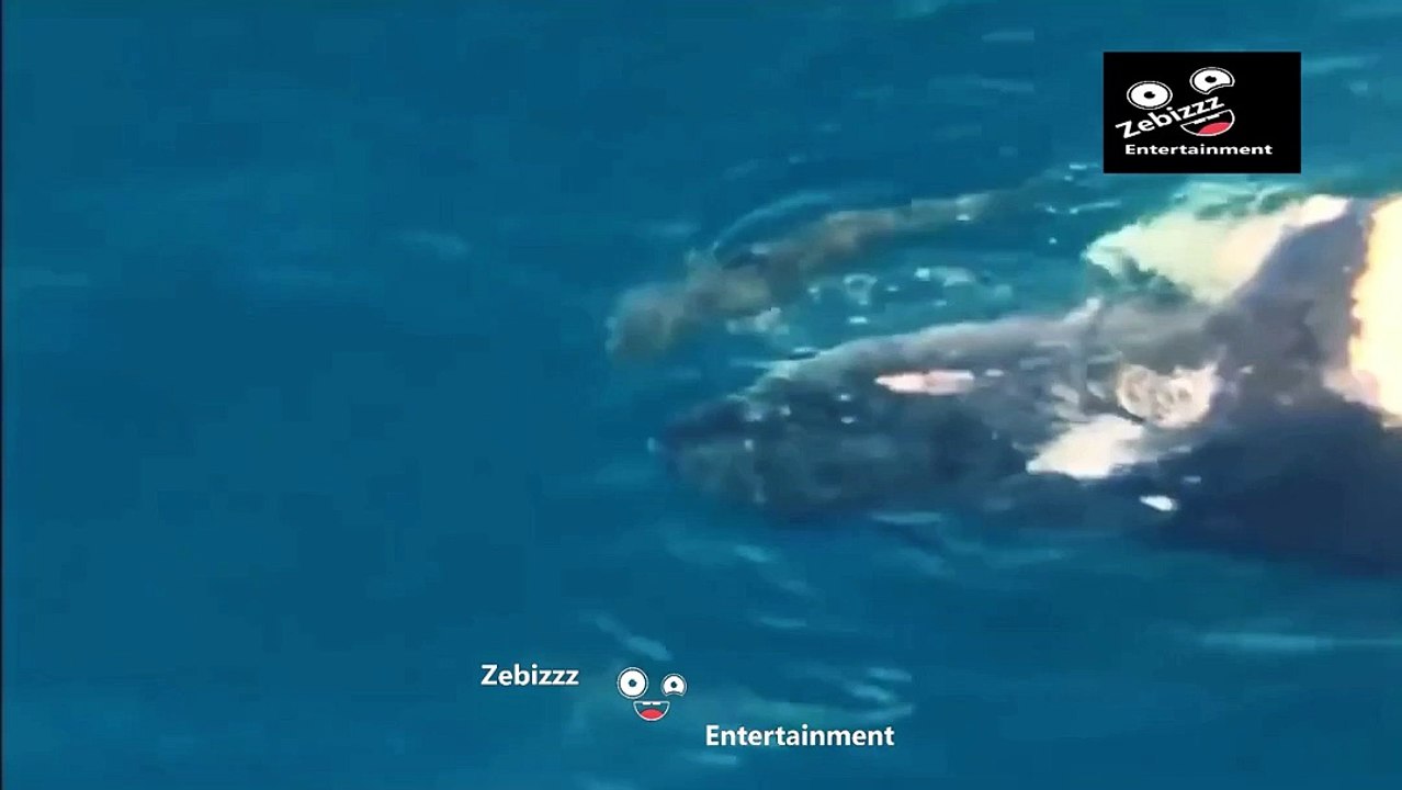 jumped on a whale
