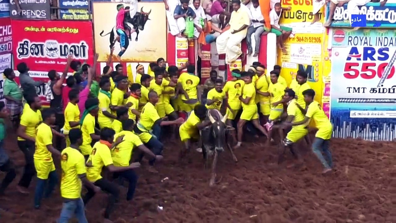 مهرجان مصارعة ثيران في الهند يواجه فيه الشبّان الفحل... في الوحل
