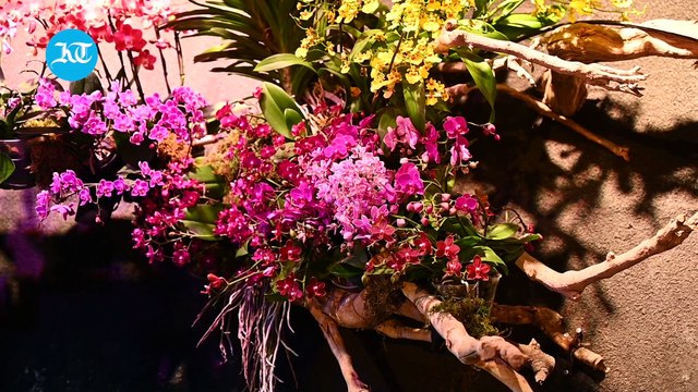 80,000 plants and counting: Inside the Singapore pavilion