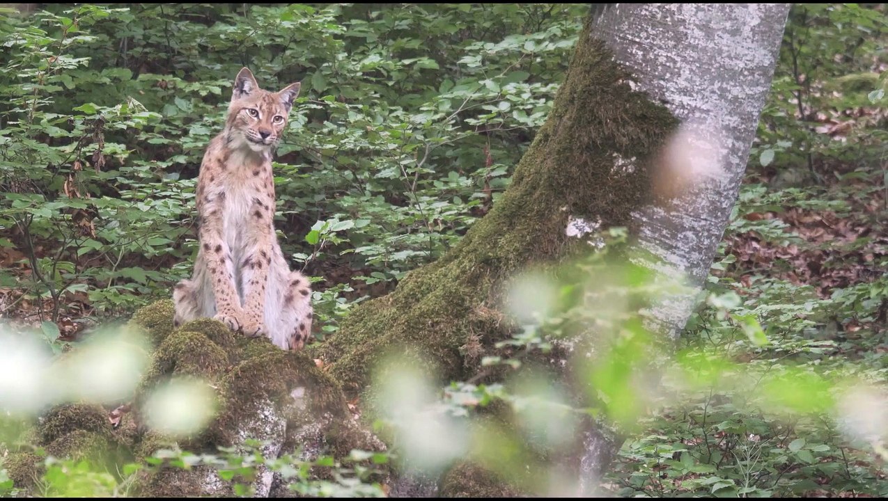 Lynx  - Trailer