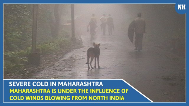 Maharashtra is under the influence of cold winds blowing from North India