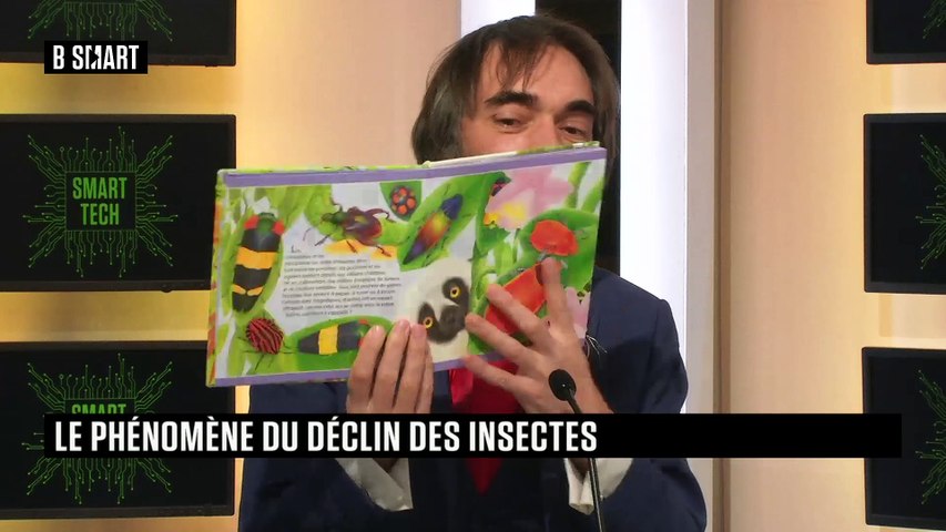 Le phénomène du déclin des insectes 