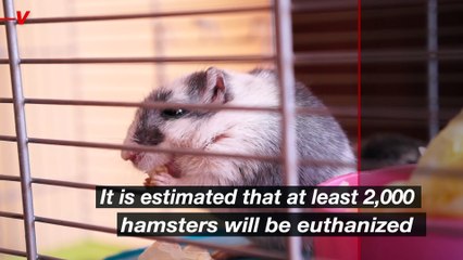 Hong Kong to Euthanize at Least 2,000 Hamsters After 11 Test Positive for COVID-19