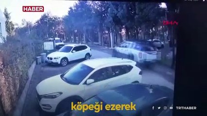 Kocaeli'de sokak köpeğini ezip yoluna devam etti