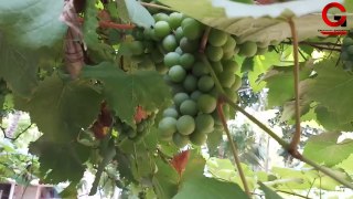 টবে আঙুর ফল চাষের সম্পূর্ণ পদ্ধতি / How to grow Grape vine in small container