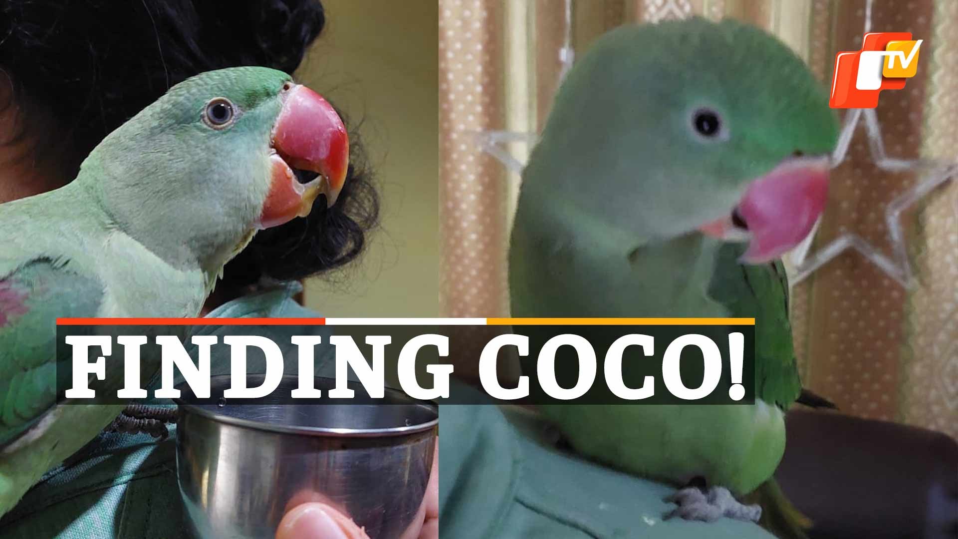 ⁣‘Coco’ The Parrot Traced After 12 days; Owner Lands In Trouble