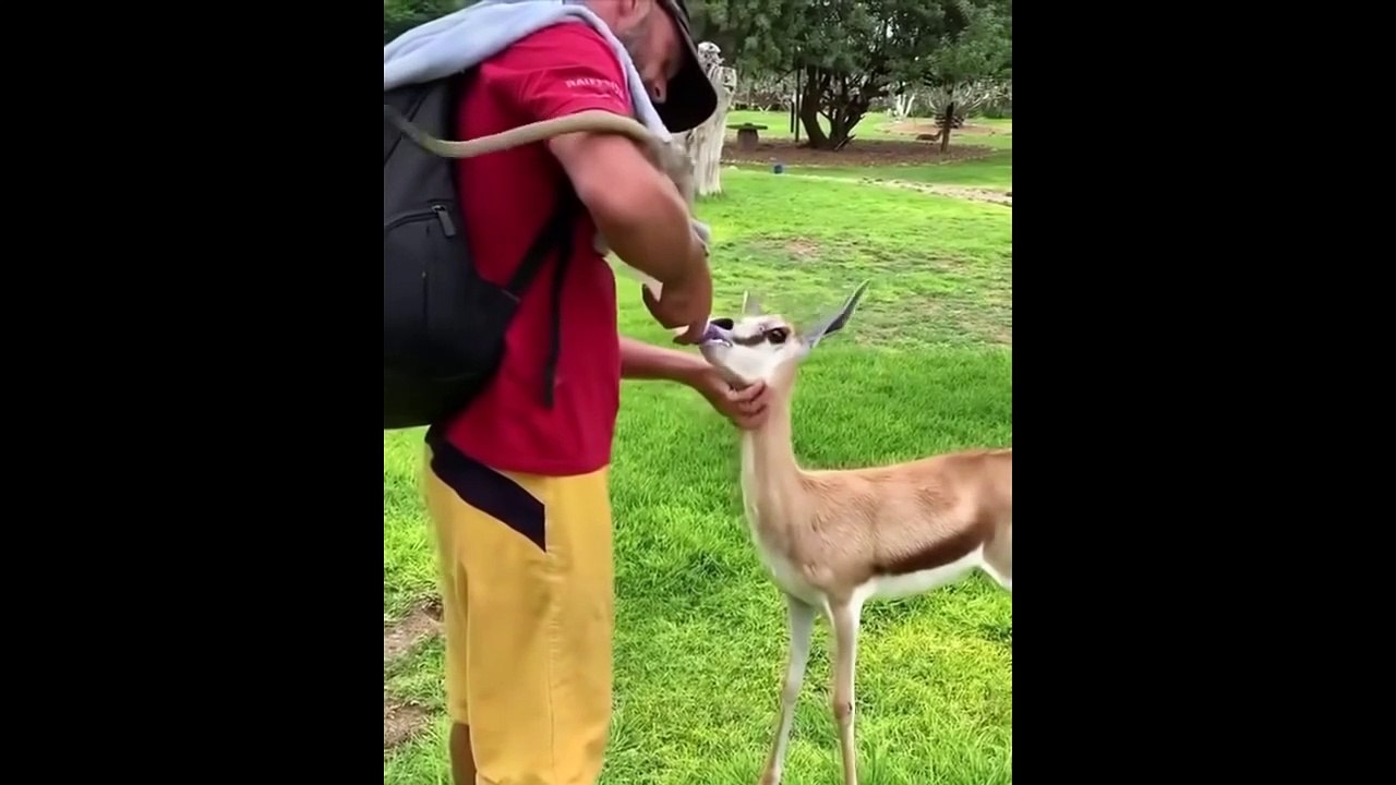 AWW Animals SOO Cute! Cute baby animals Videos Compilation