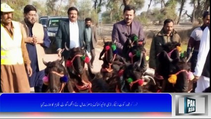 شور کوٹ: سیکر ٹری لائیو سٹاک ناصر جمال نے انگوراگو ٹ فارم کا وزٹ کیا