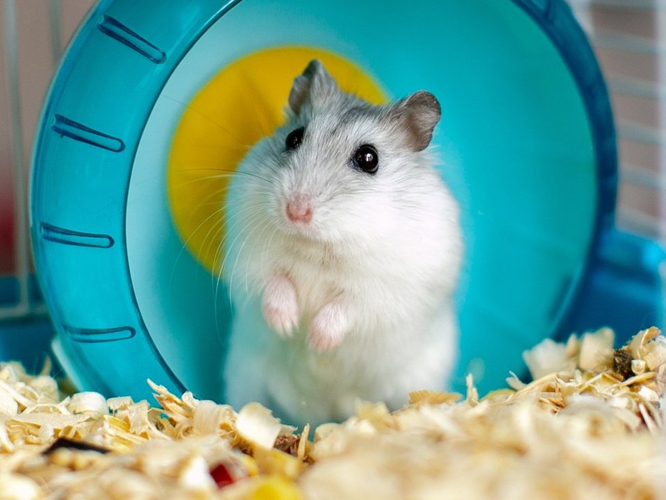 Wegen Corona-Fällen bei Hamstern: Hongkong will tausende Tiere töten