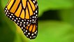 Monarch Butterfly Beside Its Chrysalis