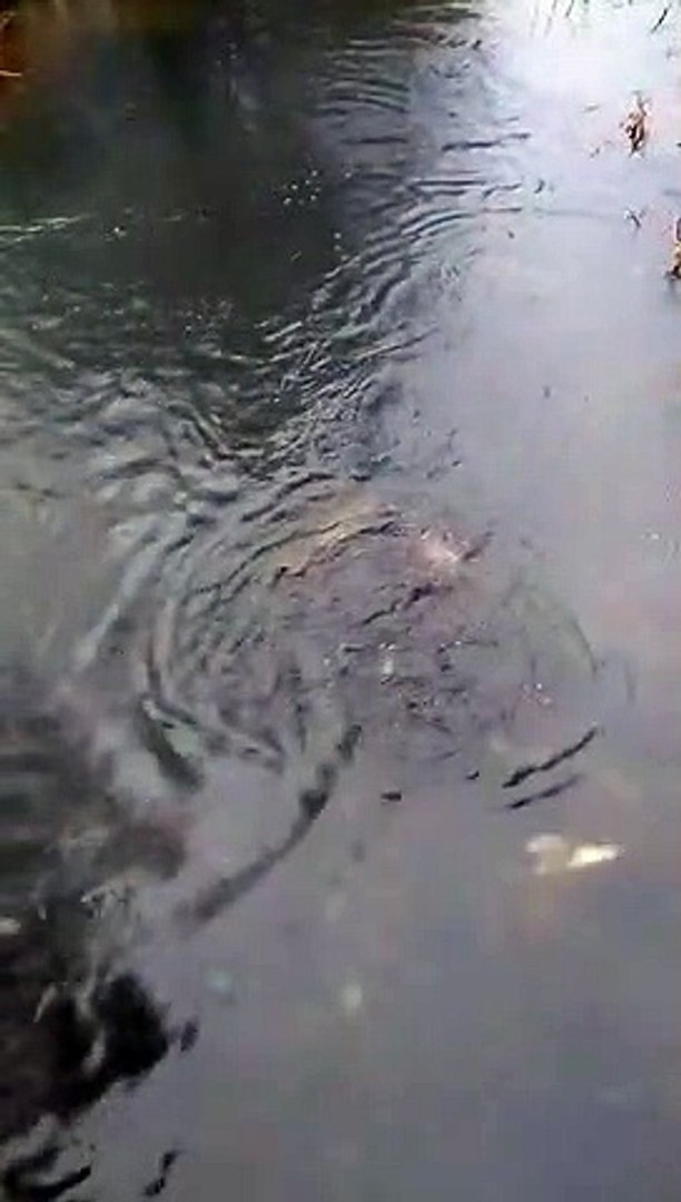 ⁣Otters filmed feeding at Ferry Meadows