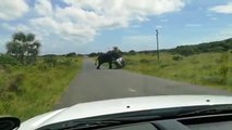 فيل يهاجم سيارة بوحشية في جنوب أفريقيا في فيديو صادم