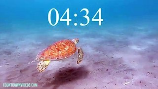 5 Minute Timer  World Sea Turtle Day -5
