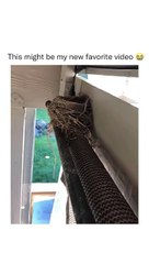 Baby bird cry syncing with Thor Music-Funny video