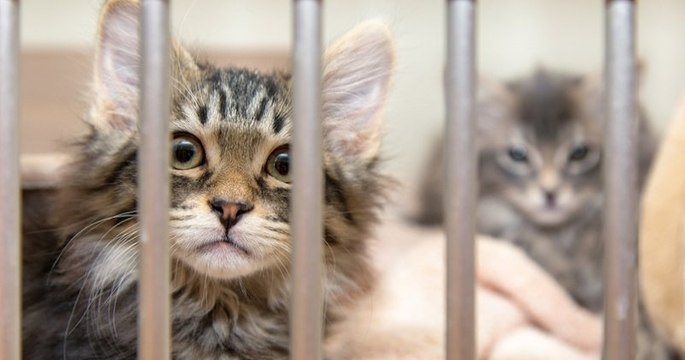 Refuges saturés, abandons d'animaux... La SPA ne peut plus accueillir de nouveaux pensionnaires