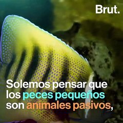 El pez arquero: pequeño pero asesino