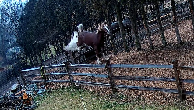 Feuding Horses Send Fence Post Flying