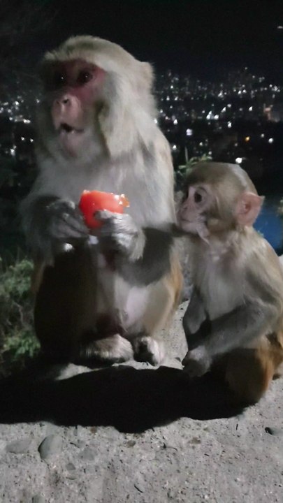 Monkey at night