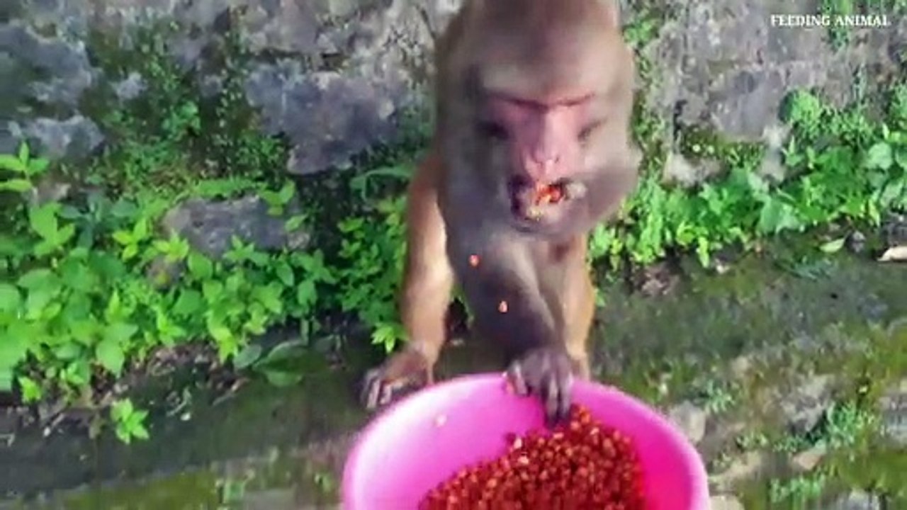 feeding gram to the wild monkey __ a group of hungry monkey eat gram __ feeding _Full-HD