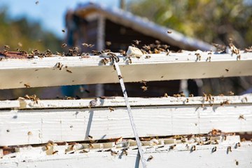 Disney World Recycles Their Massive Gingerbread Displays By… Feeding Them to Wild Bees