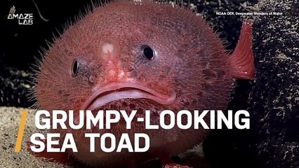 This Hilarious Looking Sea Toad Has Fins That Act Like Feet