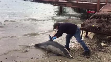 KUŞADASI'NDA SAHİLE ÖLÜ YUNUS VURDU