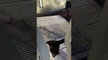Cat Jumps Out Window and Falls Through Roof