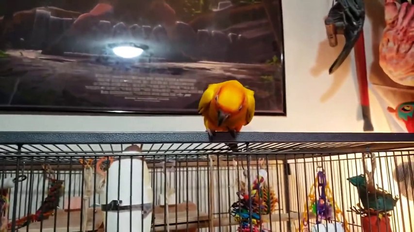 Funny Parrots Going Crazy - Funniest Parrots Compilation