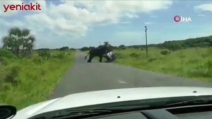 Fil önüne çıkan araca saldırdı! Aile ölümle burun buruna geldi