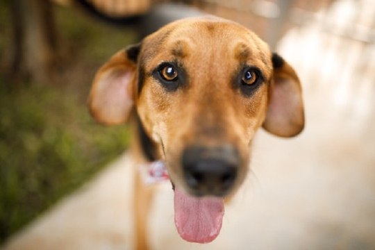 Cadela é morta a tiros no distrito de Divinópolis em Cajazeiras e dono tem suspeitas da autoria