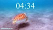 5 Minute Timer World Sea Turtle Day 2 video Dailymotion