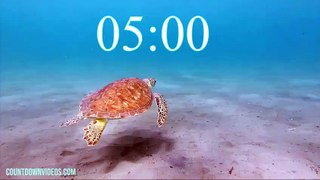 5 Minute Timer World Sea Turtle Day -8 - video Dailymotion