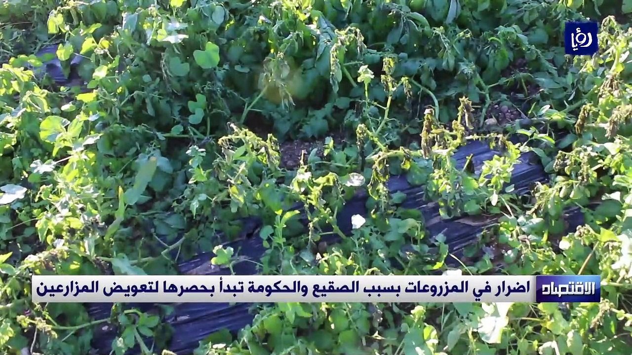 اضرار في المزروعات بسبب الصقيع والحكومة تبدأ بحصرها لتعويض المزارعين