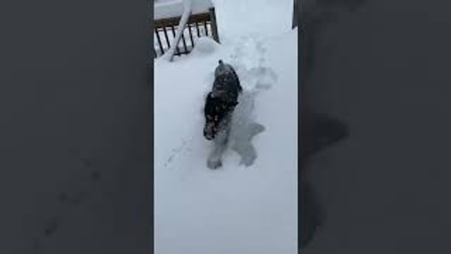 Doberman Instantly Regrets Going Out