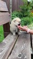 4k Puppy in the Garden - Cute Dog 4k video - Pets World #Tiktok #viral #short