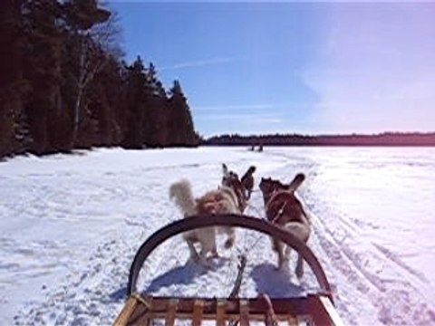 Chiens de traineau carole et nico quebec 2008 part.1