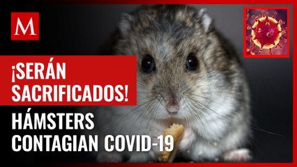 Investigan supuesto contagio de covid-19 por hámsters en Hong Kong; serán sacrificados