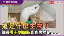 這是什麼生物？白毛、細長身體且看不到四肢令人好困惑