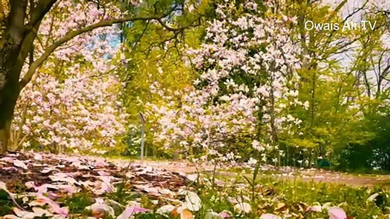 Enjoy best nature video