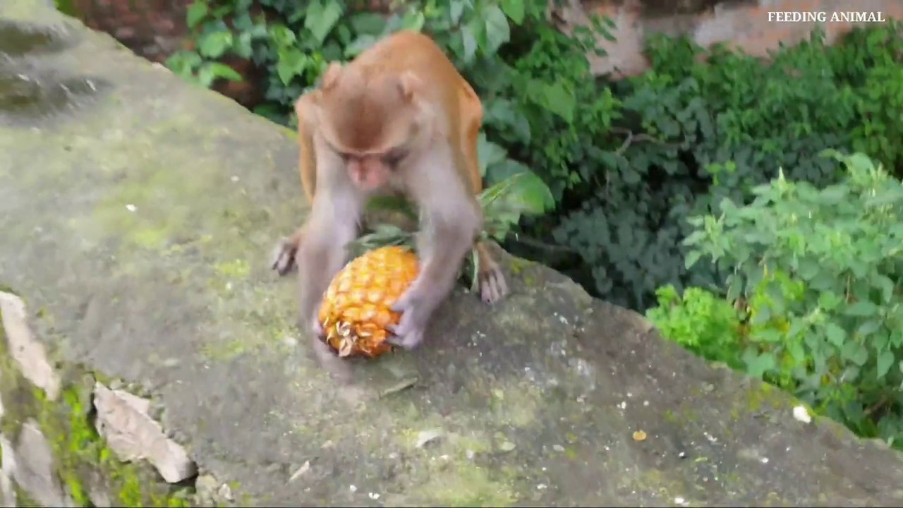 Hungry wild monkey eat pineapple _ feeding 22 kg pineapple to the wild monkey _m_Full-HD