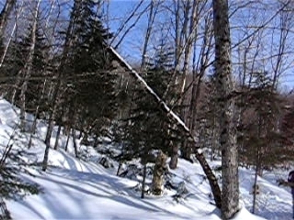 Chiens de traineau carole et nico quebec 2008 part.2