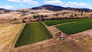 Small harvest exacerbates Tasmanian wine shortage