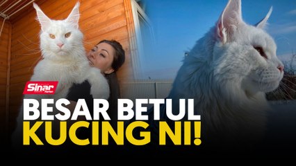Besar betul kucing ni!