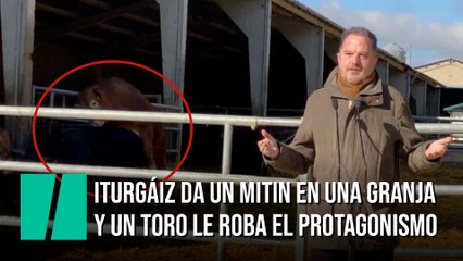 Carlos Iturgáiz (PP) da un mitin en una granja y un toro le roba el protagonismo