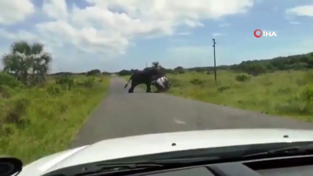 Güney Afrika'da fil, 4 kişilik ailenin bulunduğu araca böyle saldırdı