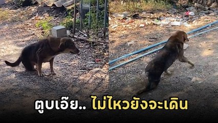 เวทนา.. หมาขาเจ็บ ทำโซเชียลสงสาร แต่จบหักมุม นักแสดงยอดเยี่ยมต้องเข้าแล้ว