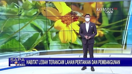 Gawat, Habitat Lebah Terancam oleh Lahan Pertanian dan Pembangunan Massal di Seluruh Dunia!