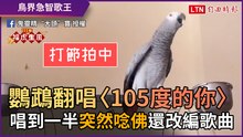 特技寵物篇9-9》鸚鵡翻唱〈105度的你〉！ 唱到一半「突然唸佛」還改編歌曲