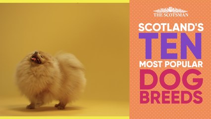 Scotland's 10 Most Popular Breeds of Dog