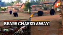 WATCH | Wild Bears Chased Away By Villagers